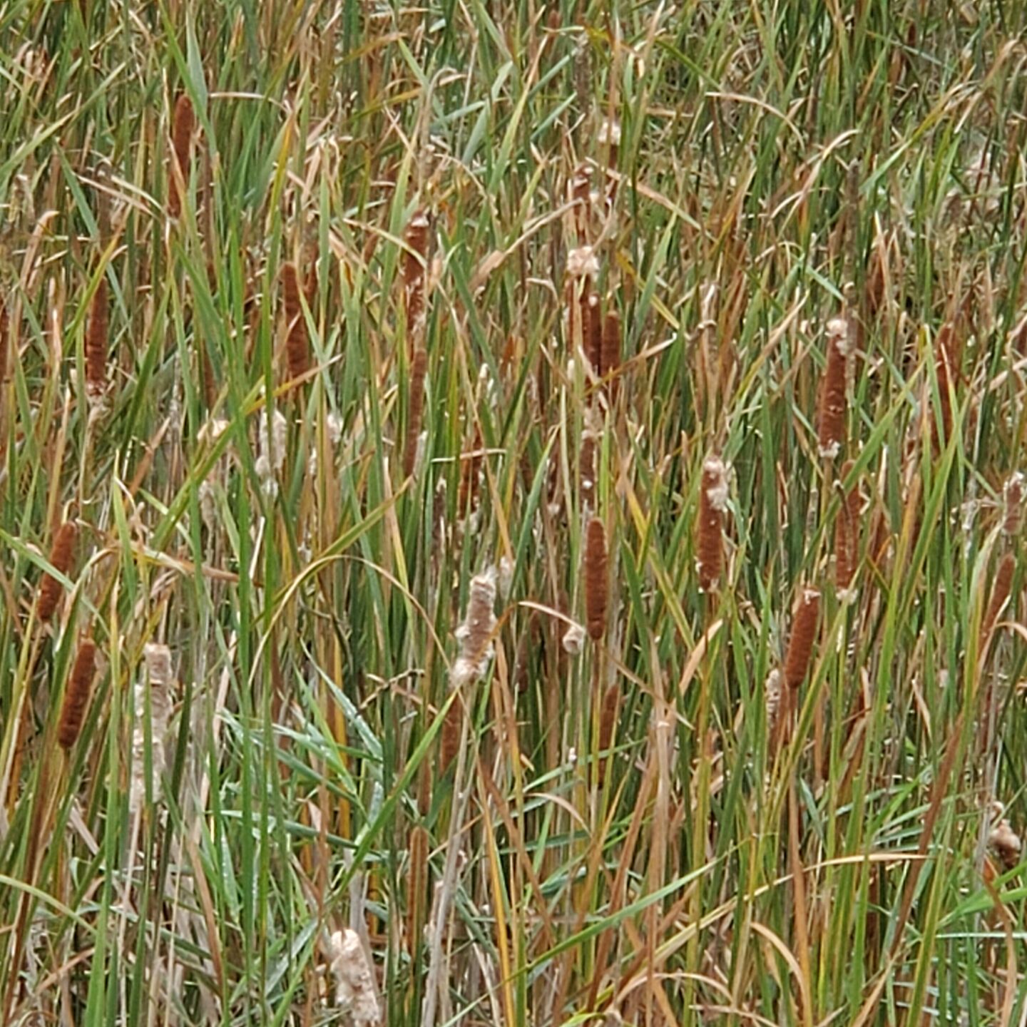 Popping cattails